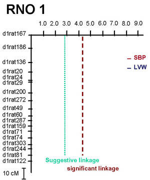 Abb. 1: Darstellung des „Lod“ für den systolischen Blutdruck (SBP) und das linksventrikuläre Gewicht (LVW) für das Chromosom 1 (RNO1) der Ratte in der F2-Kreuzung (n=232 männliche Tiere) zwischen SHRSP) und F344 Rattenstämme