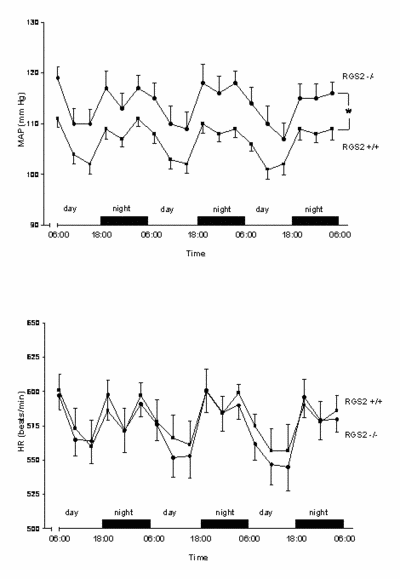 MAP and HR showed a clear-cut day/night rhythm in both strains