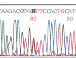 Sequence chromatogram