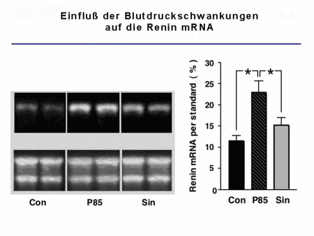 Abb. 5: Zusammenhang zwischen Blutdruckschwankungen und Renin-Expression