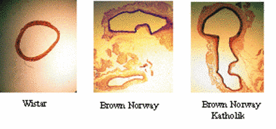 Abb. 5 Abdominale Aortenaneurysmen bei verschiedenen Rattenstmmen: Mnnliche Ratten, 22 Wochen alt, nach 12 Wochen atherogener Dit. Abdominale Aorta,: Querschnitt, Weigert Frbung,  Sirius rot Pikrin Frbung.