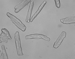 Cardiac myocytes