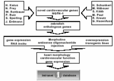 Fig. 2 Work flow of the zebrafish platform from candidate gene to the intranet data base.