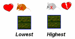 Fig. 3: Comparison of genome-wide gene expression in the strains, which exhibited the highest and the lowest penetrance of cardiomyopathy due to a shared mutant allele.