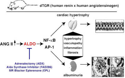 Abb. 1 Schema des dTGR Rattenmodells