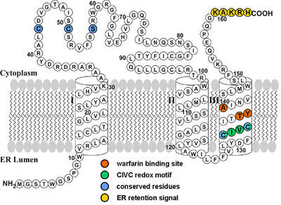 Proposed membrane topology of VKORC1