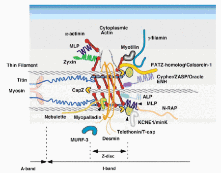 Fig. 2:  Map of the z-disc region in the myocardial