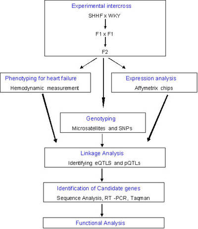 Work flow in topic 2 of KGCV1.1