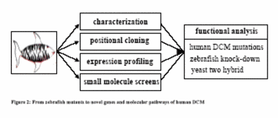 Fig.2 From zebrafih mutants to novel genes and molecular pathways of human DCM.